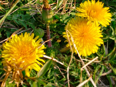 f:id:koorinohotapi:20110415170907j:image f:id:koorinohotapi:20110415170907j:image