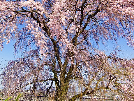 f:id:koorinohotapi:20110415171609j:image f:id:koorinohotapi:20110415171609j:image