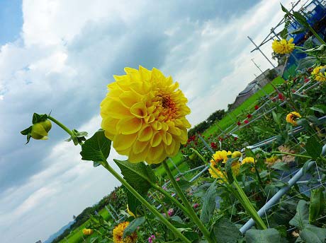 f:id:koorinohotapi:20120726171038j:image