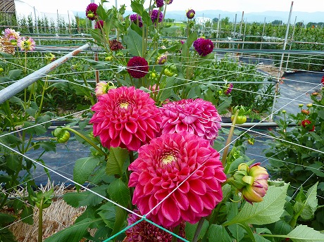 f:id:koorinohotapi:20120730163530j:image