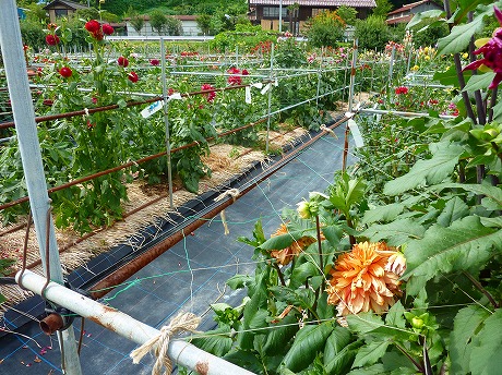 f:id:koorinohotapi:20120730163533j:image