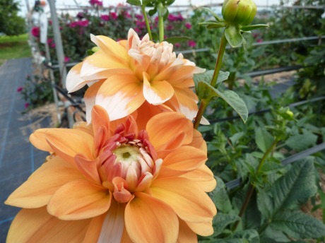 f:id:koorinohotapi:20120730163608j:image