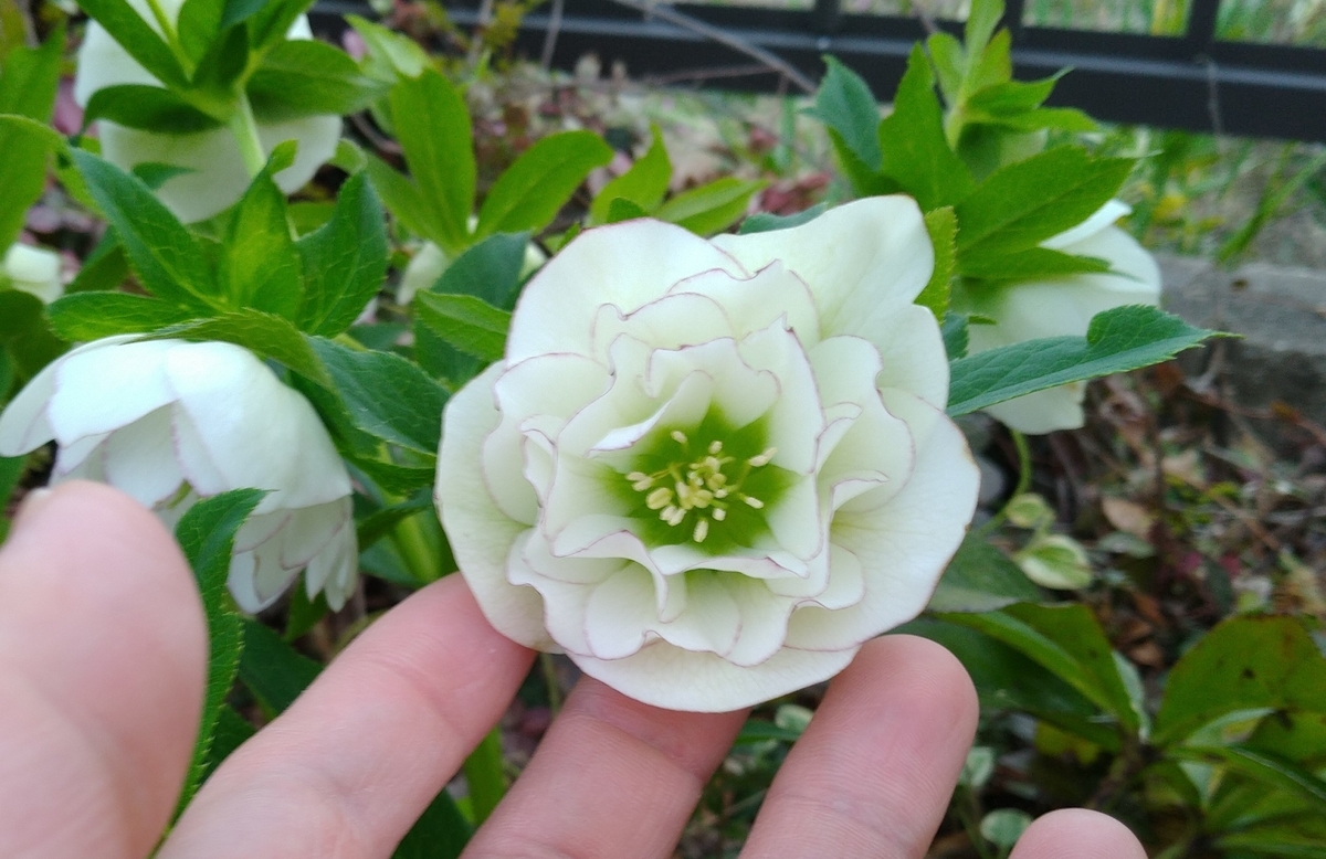 f:id:kopeblo:20190320190120j:plain f:id:kopeblo:20190320190120j:plain
