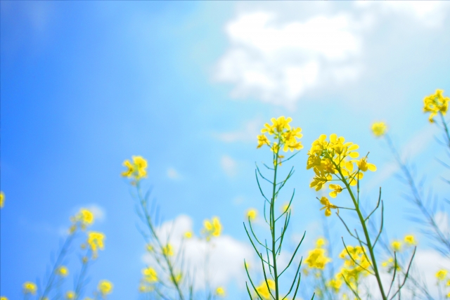 f:id:kopeblo:20190419222929j:plain