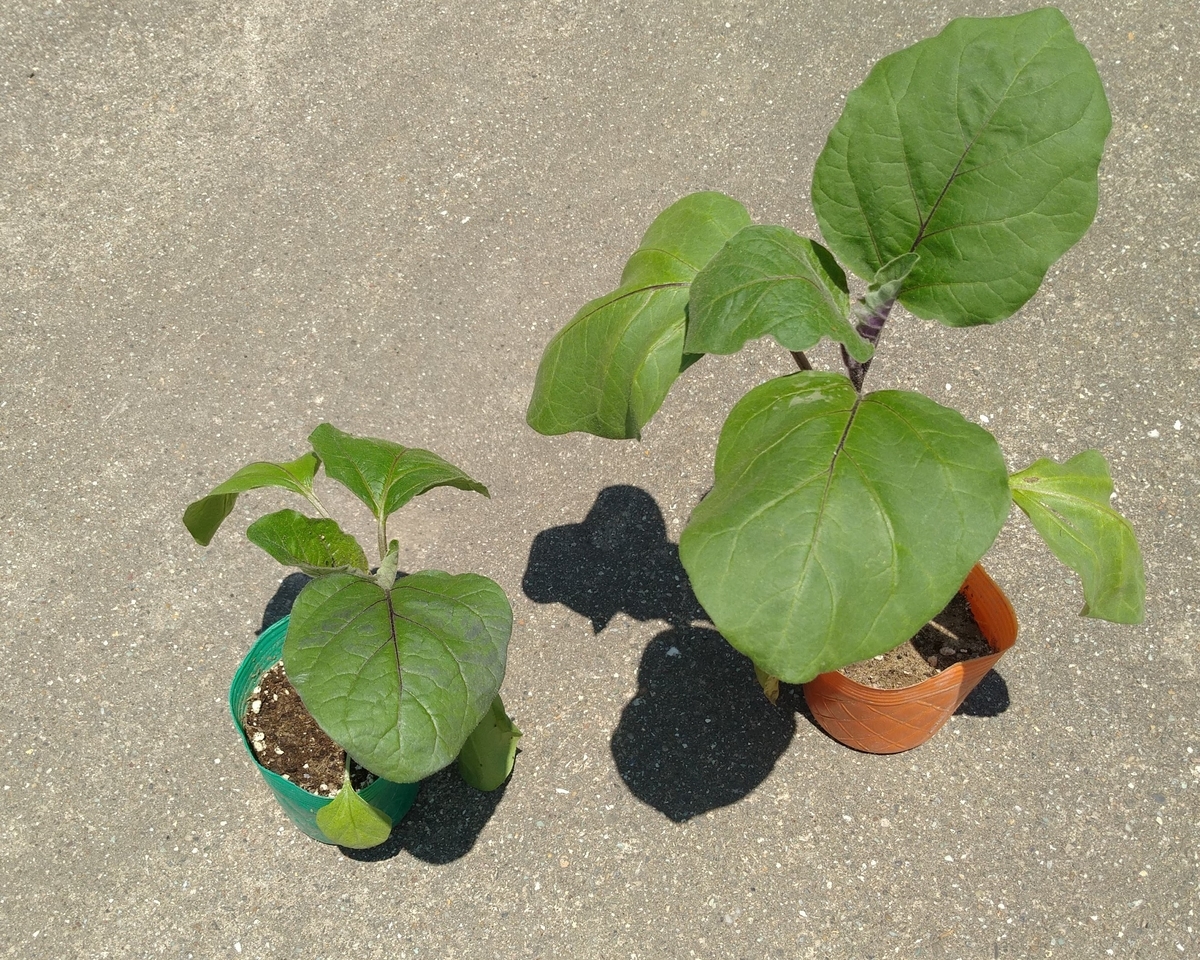 f:id:kopeblo:20190515220954j:plain f:id:kopeblo:20190515220954j:plain