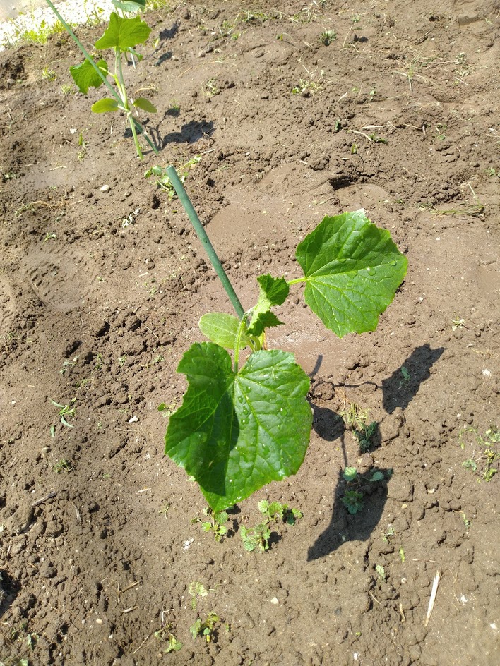 f:id:kopeblo:20190730211312j:plain f:id:kopeblo:20190730211312j:plain