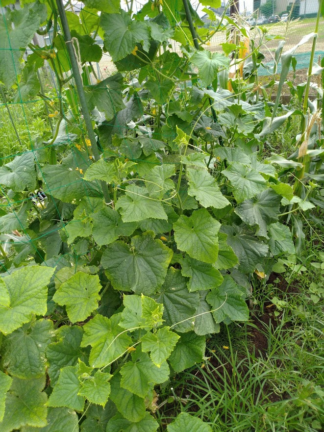 f:id:kopeblo:20190730211919j:plain f:id:kopeblo:20190730211919j:plain