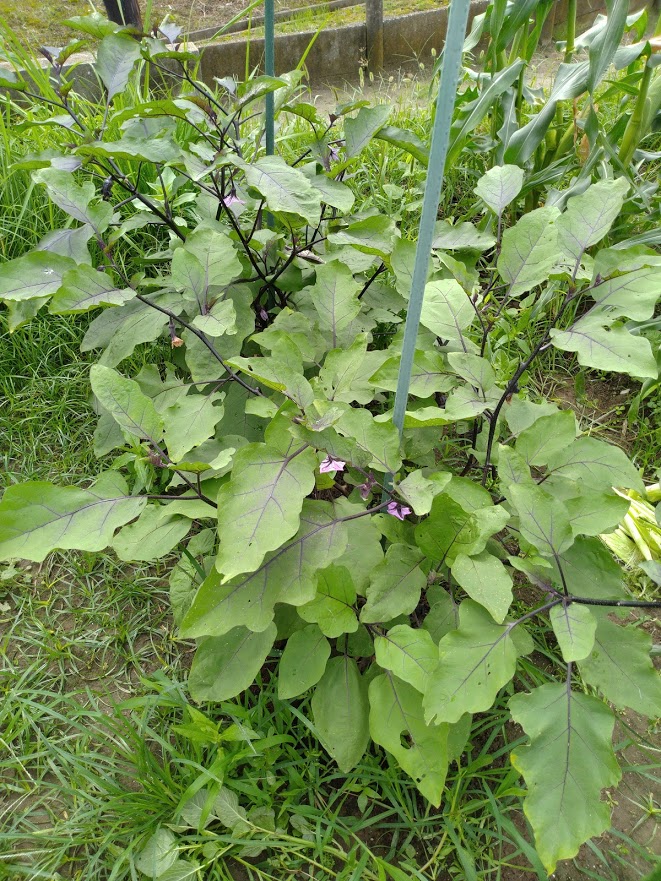 f:id:kopeblo:20190730211944j:plain f:id:kopeblo:20190730211944j:plain