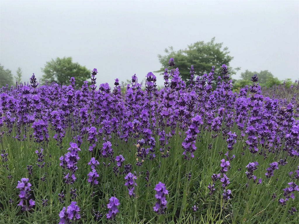 f:id:kopeshilog:20180724172146j:image f:id:kopeshilog:20180724172146j:image