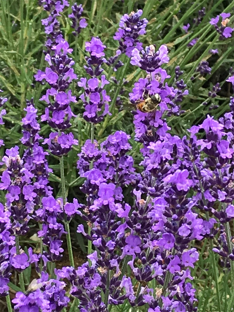 f:id:kopeshilog:20180724172158j:image f:id:kopeshilog:20180724172158j:image