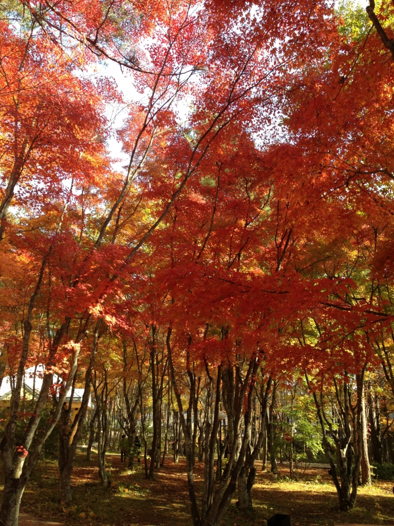 f:id:kopuccho:20160710111446j:plain