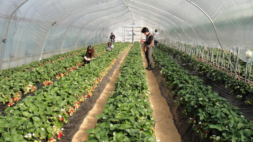 f:id:kopuccho:20170215090621j:plain