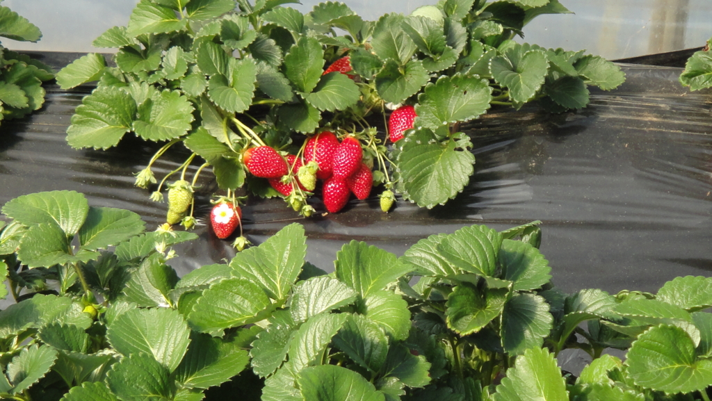 f:id:kopuccho:20170215090636j:plain