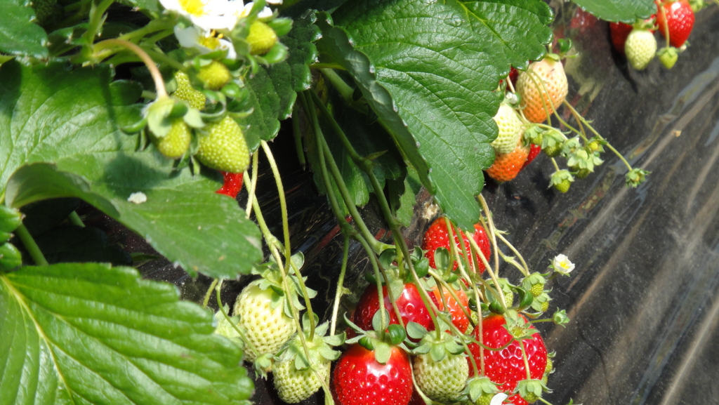 f:id:kopuccho:20170215090642j:plain