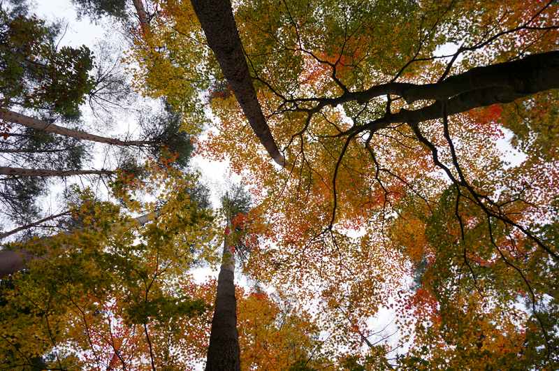 f:id:kopuccho:20170822135618j:plain