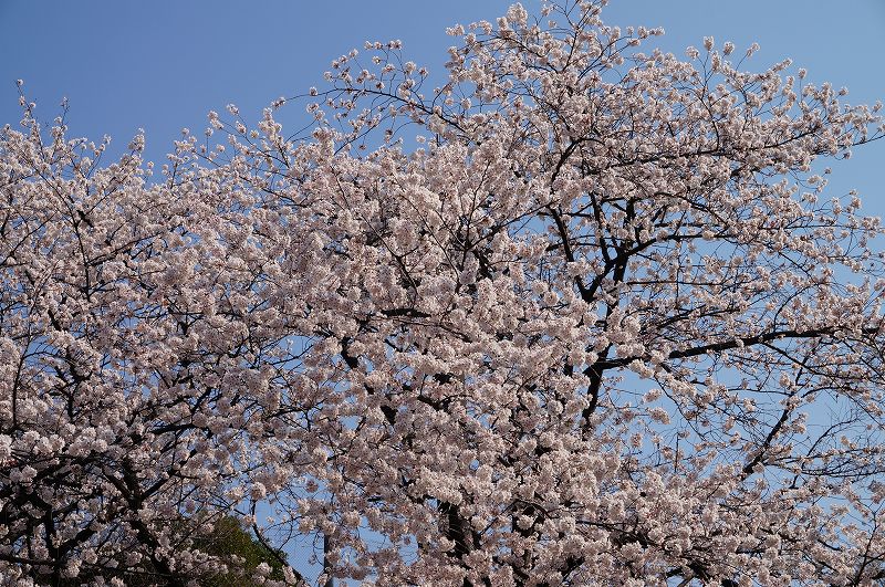 f:id:kopuccho:20180404170343j:plain