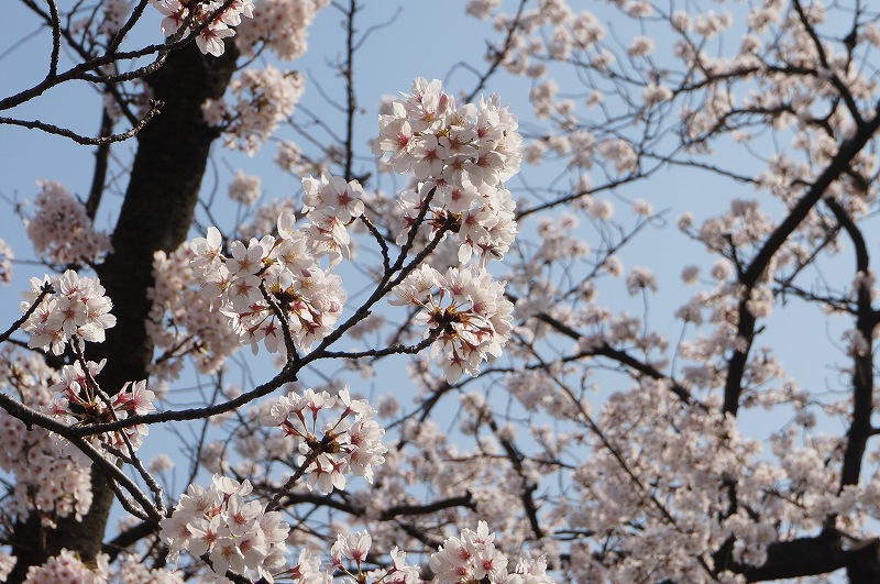 f:id:kopuccho:20180411111314j:plain