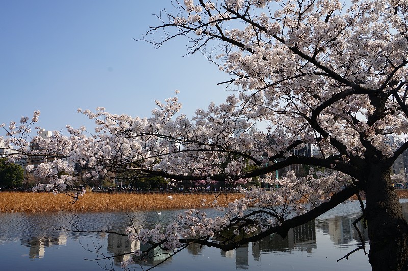 f:id:kopuccho:20180411111322j:plain