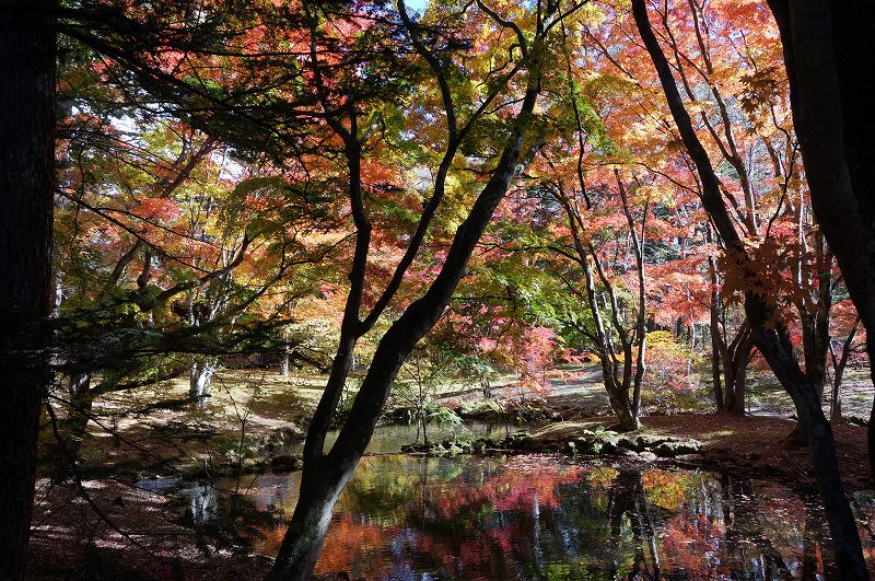 f:id:kopuccho:20190120100816j:plain