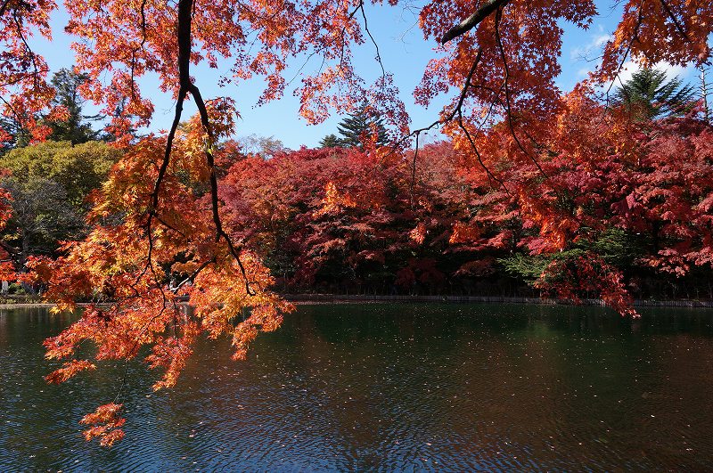 f:id:kopuccho:20190120100822j:plain