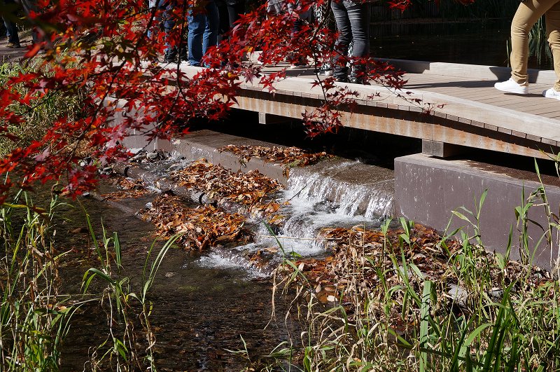 f:id:kopuccho:20190120100828j:plain