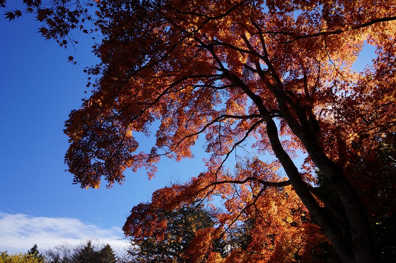 f:id:kopuccho:20190120100851j:plain