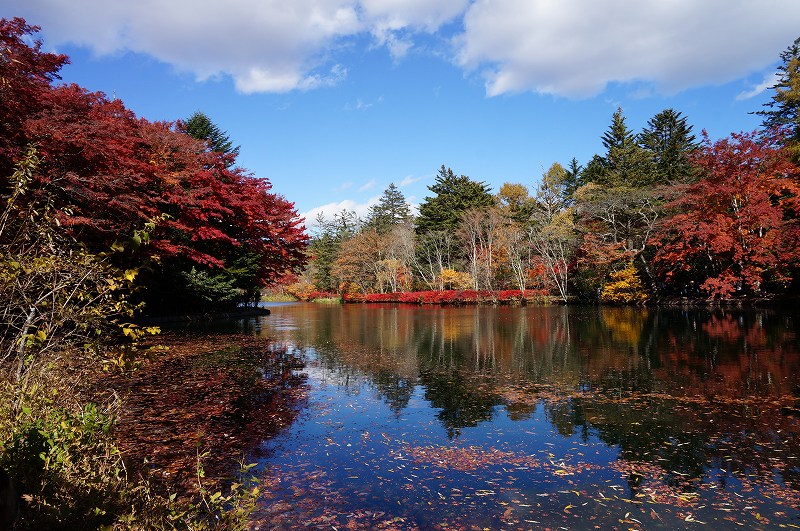 f:id:kopuccho:20190121093942j:plain