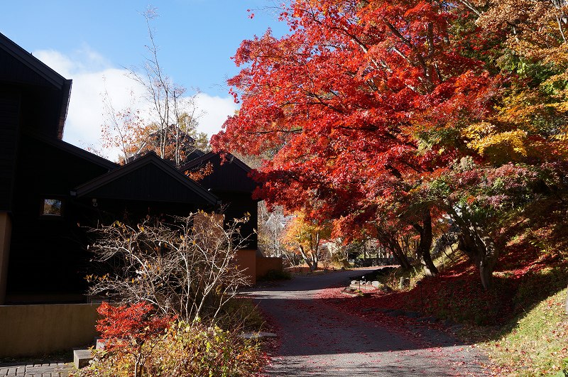 f:id:kopuccho:20190202162713j:plain