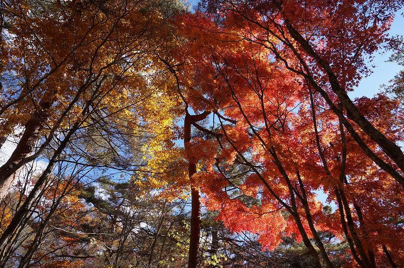 f:id:kopuccho:20190427064120j:plain