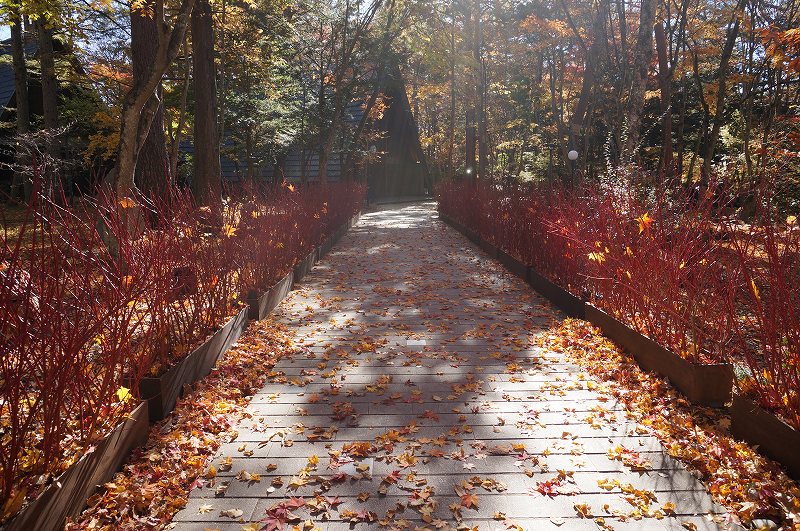 f:id:kopuccho:20190427064159j:plain