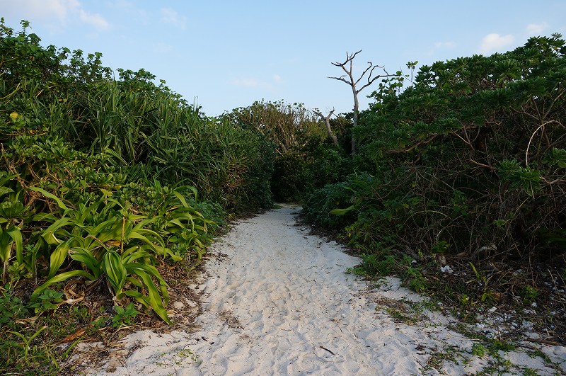 f:id:kopuccho:20200112165719j:plain