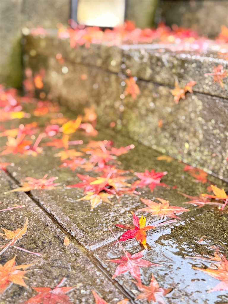 f:id:korekara-watashi:20241206094132j:image