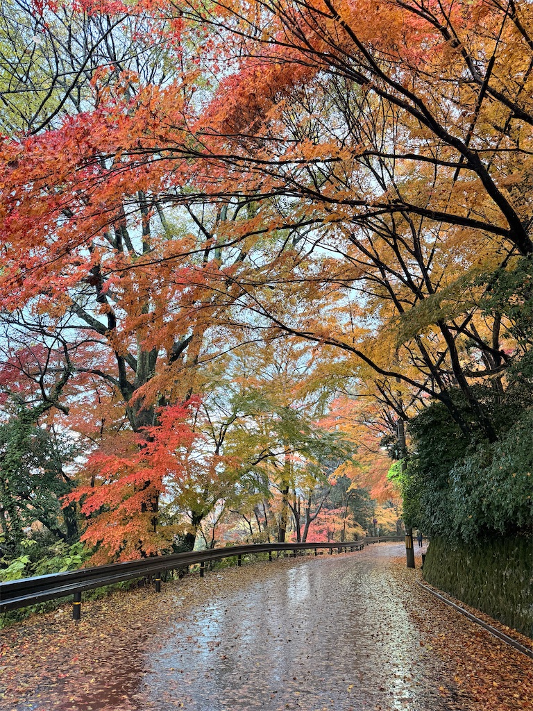 f:id:korekara-watashi:20241206094840j:image