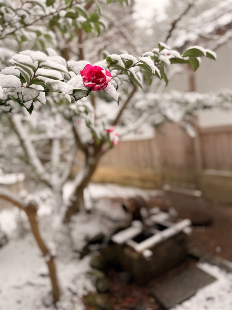 f:id:korekara-watashi:20241221114612j:image