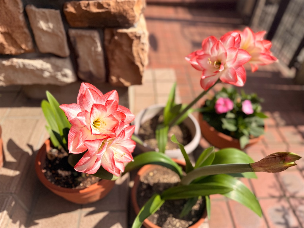 f:id:korekara-watashi:20250606083611j:image