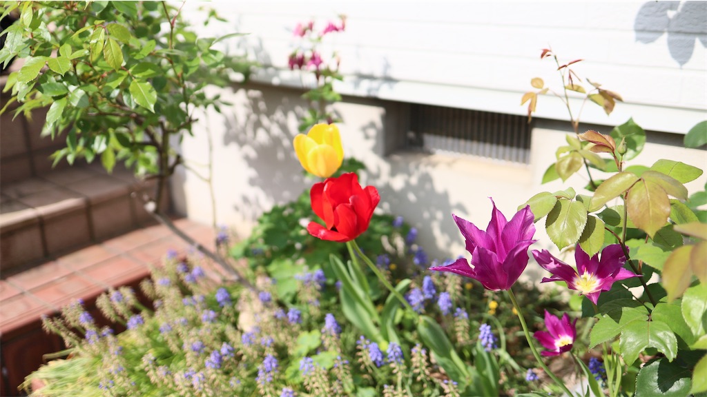 f:id:korekara-watashi:20260420100932j:image