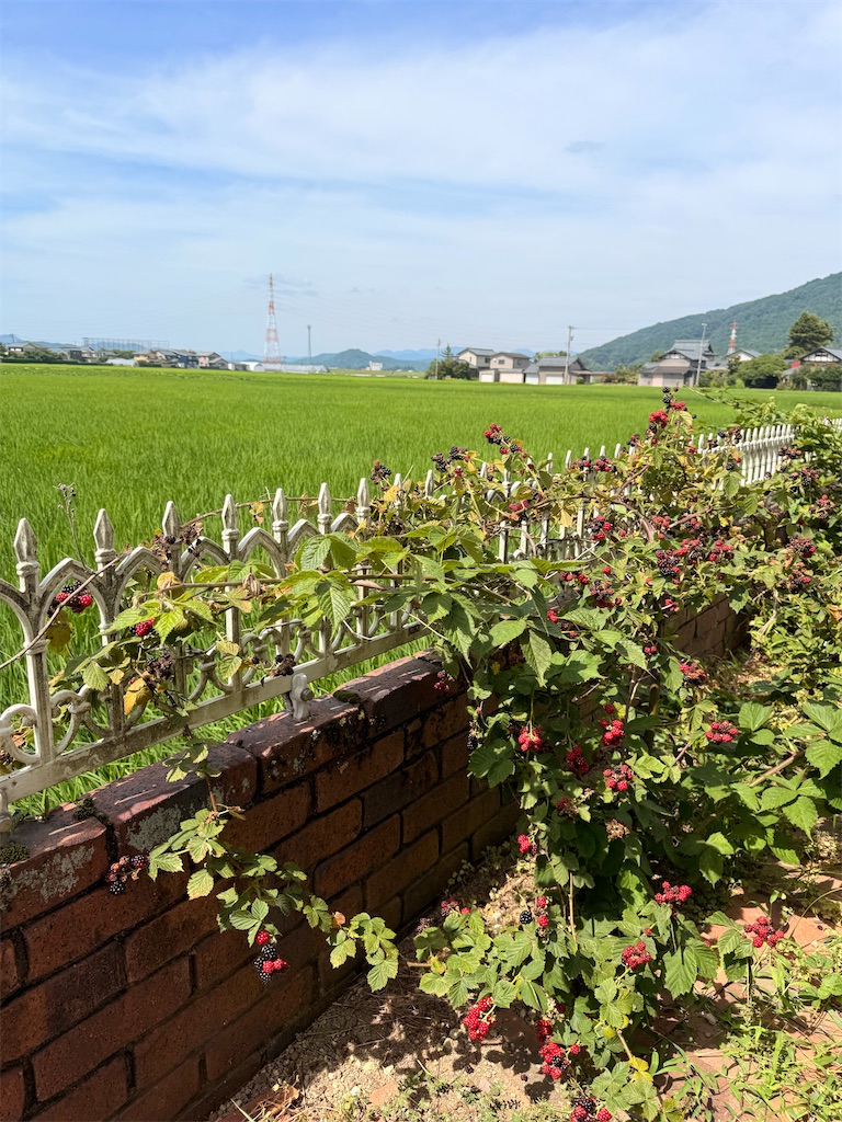 f:id:korekara-watashi:20260715095205j:image