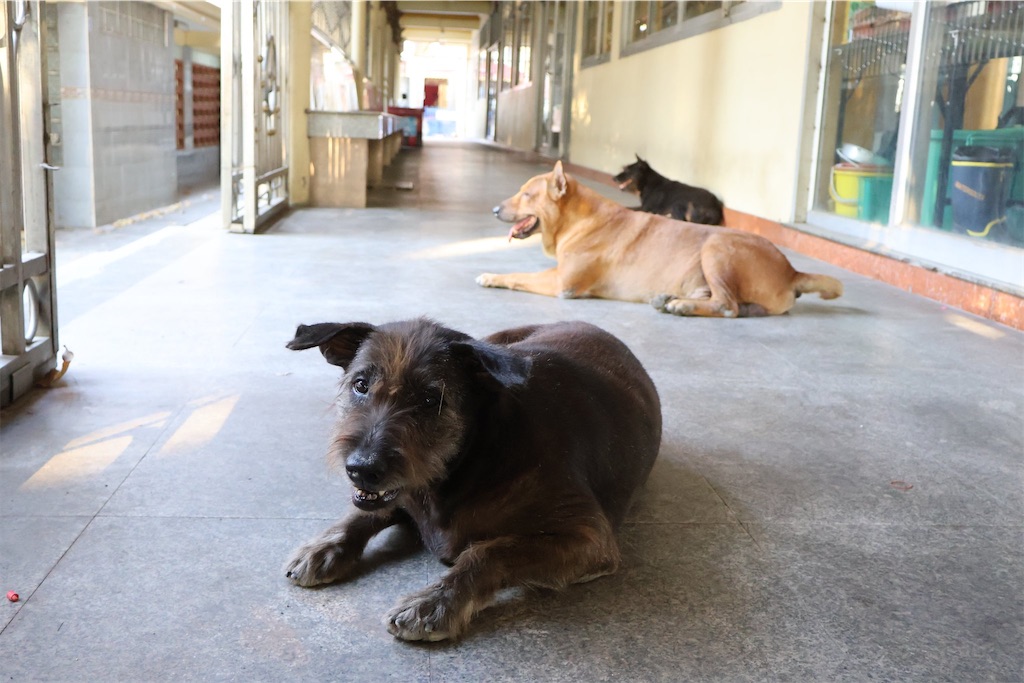 f:id:korekaranohanashi:20240607232040j:image f:id:korekaranohanashi:20240607232040j:image