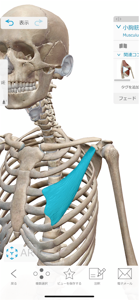 f:id:koriki0722:20210531193532p:image