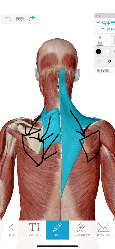 f:id:koriki0722:20210917002042p:image