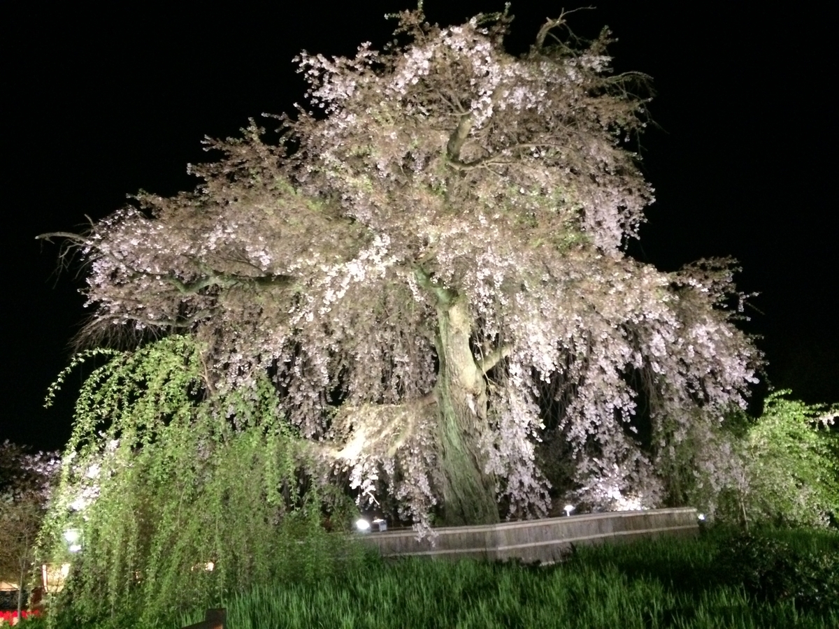 円山公園枝垂れ桜 円山公園しだれ桜