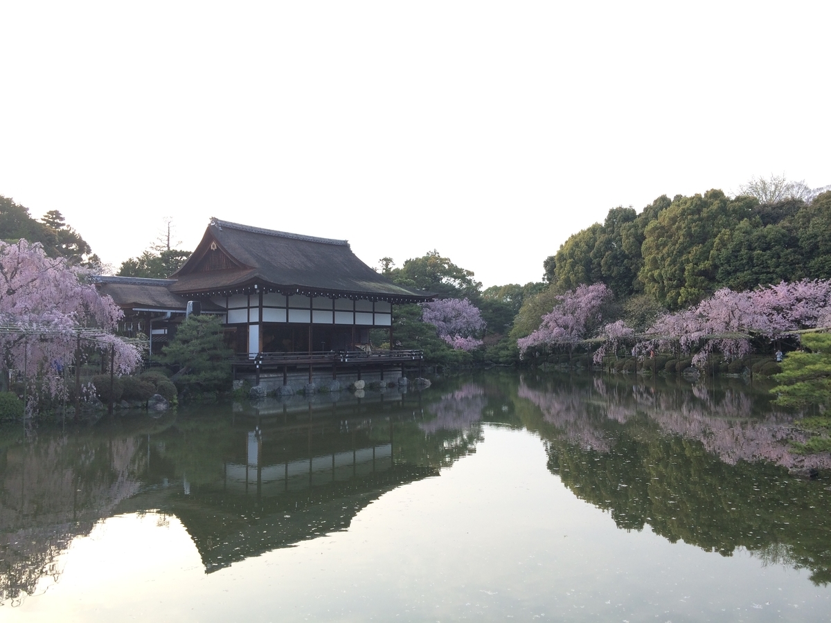 平安神宮の桜 昼 平安神宮の桜 昼