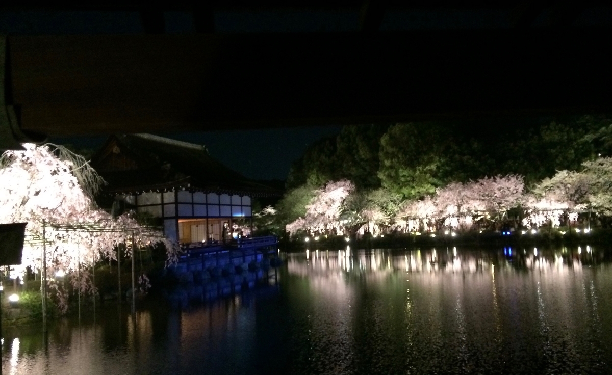 平安神宮の桜 夜 平安神宮 夜