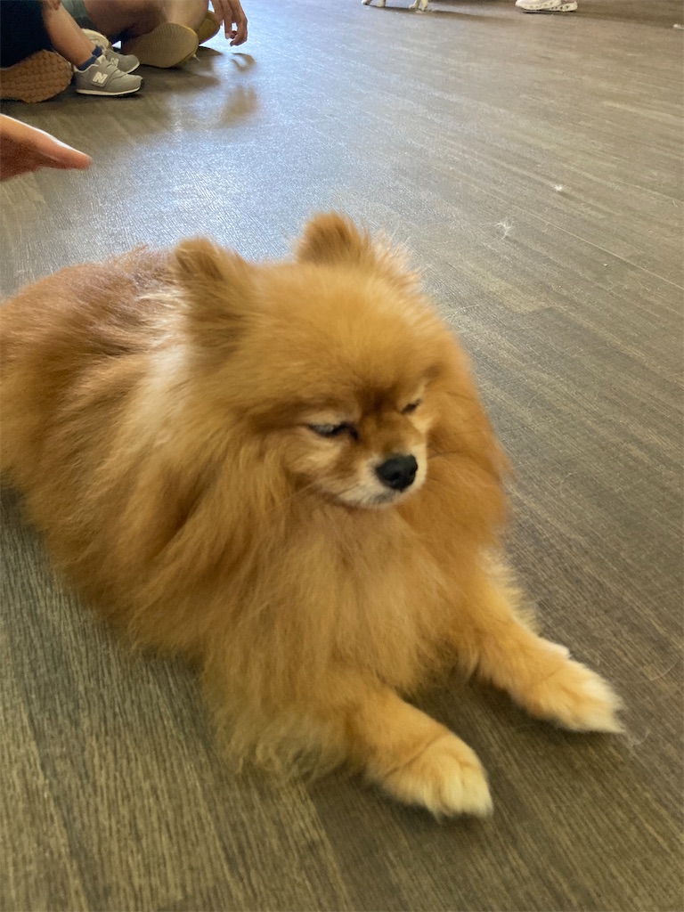 f:id:korinko123:20240428205956j:image f:id:korinko123:20240428205956j:image
