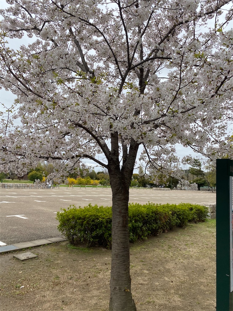 f:id:koriri7:20200329112643j:image