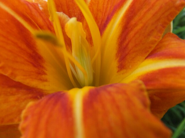 f:id:koro111koyampi:20180701224642j:image