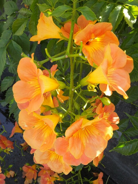 f:id:koro111koyampi:20180701224743j:image