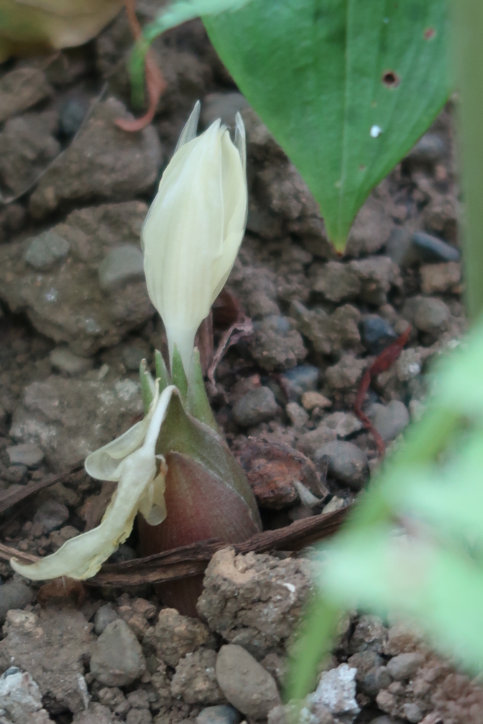 f:id:koro111koyampi:20180724185018j:plain