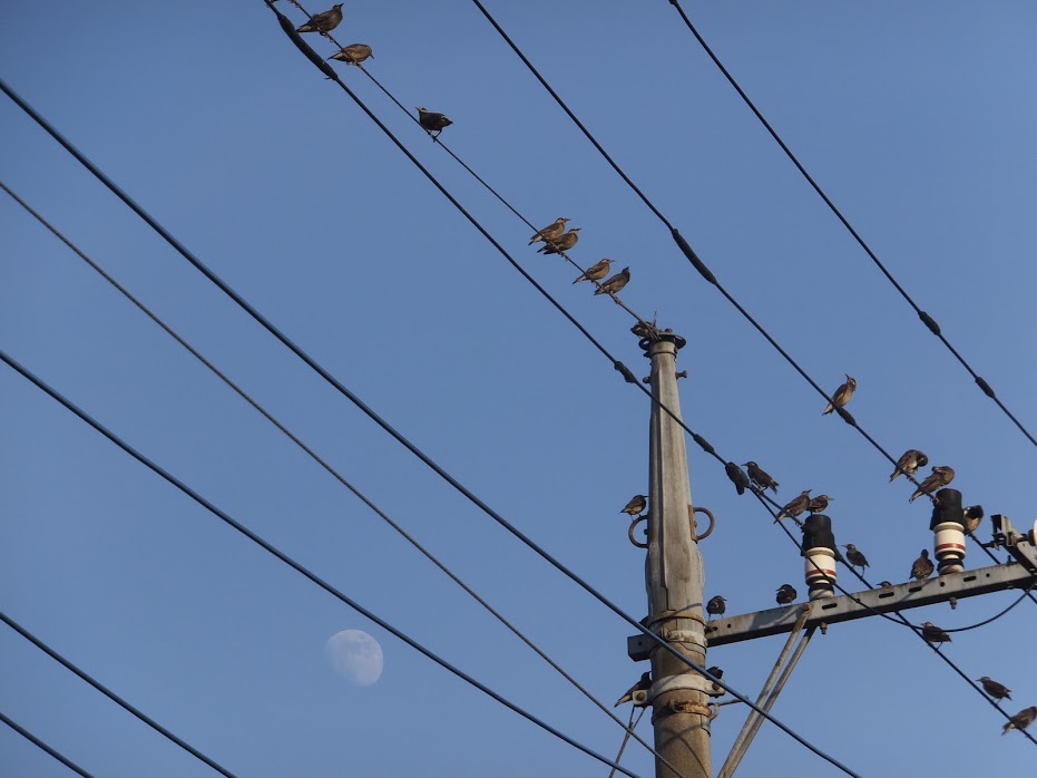 f:id:koro111koyampi:20180724191225j:plain