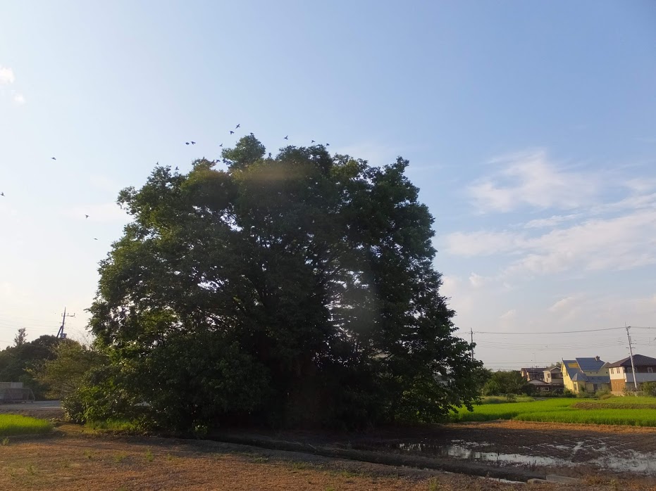 f:id:koro111koyampi:20180724191237j:plain